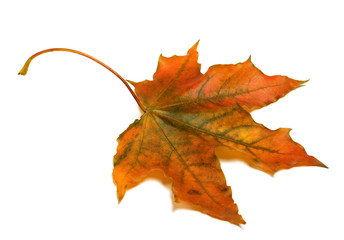 Autumn maple leaf i