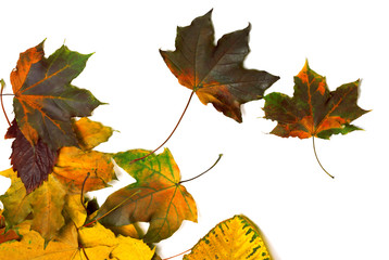 Autumn multi colored maple leaves