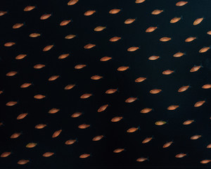 Gold Fish Isolated on a Black Background. - 123945323