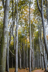 Obraz premium gespensterwald