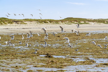 beach and water birds in Brittany