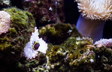Fototapeta na wymiar рыба клоун в темном аквариуме