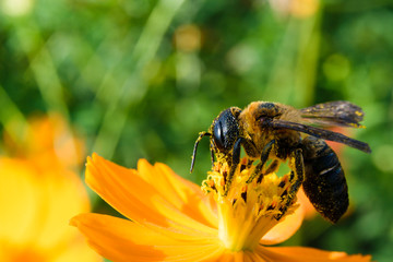 花粉を集めるハキリバチ