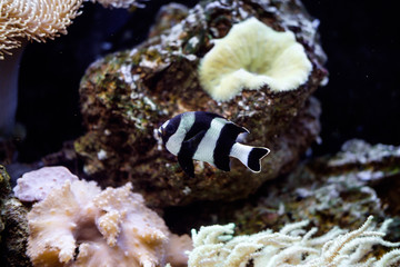 полосатая черно-белая рыба в аквариуме
