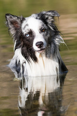 Fototapeta premium Hund steht im Wasser