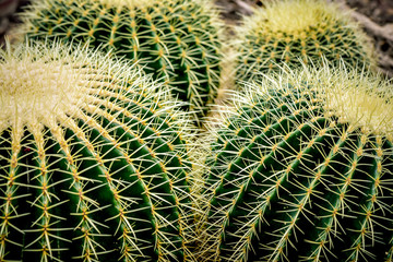 Cactus