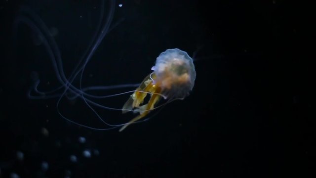 a small jellyfish close up.