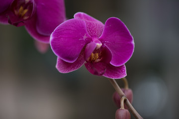 Fototapeta na wymiar Orchids Hilo Lip