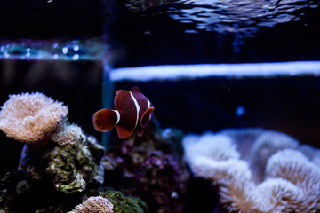 рыба клоун в темном аквариуме