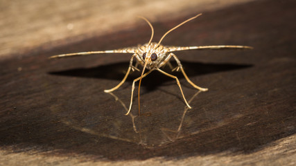 Small moth.