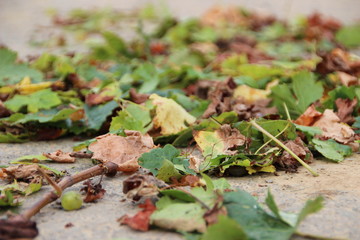 After the wine harvest