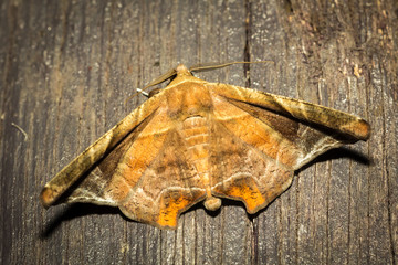 Small moth.