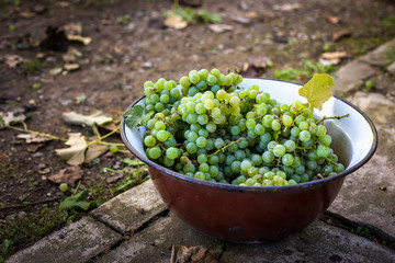 Harvested, fresh, white grapes collected in a container before w