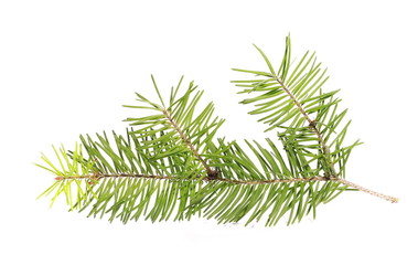 fir tree branch isolated on white
