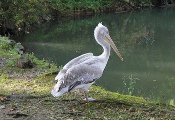 Большой белый пеликан в Дендрарии