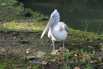 Большой белый пеликан в Дендрарии