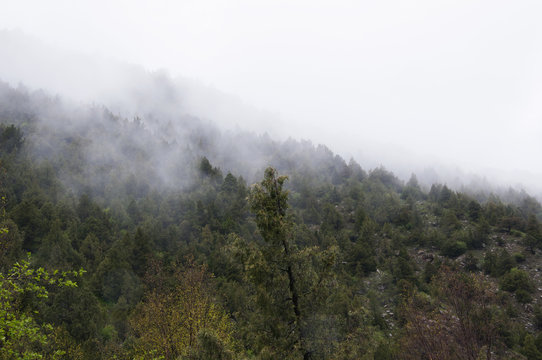 Fototapeta Mist in the mountain forest