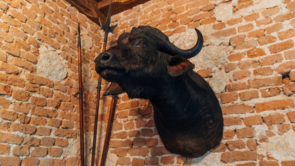 Bull Head Isolated on Brick Wall Background.