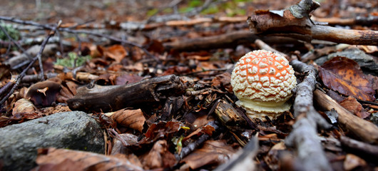 Funghi - Amanita muscaria