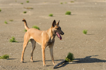 Malinois dog on craked soil