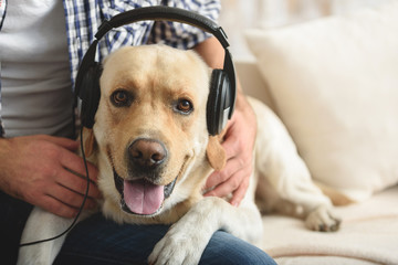 labrador in headphones resting with copy space