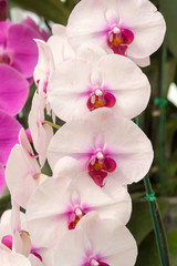 Naklejka na ściany i meble blossom orchid