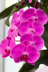 blossom orchid