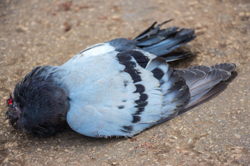 Dead pigeon on the road. Dead pigeon lying on the asphalt road