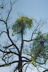 Leaves reborn in the tree after the autumnal rest