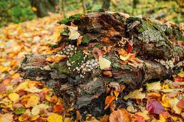 Mushrooms on an old tree stump close-up