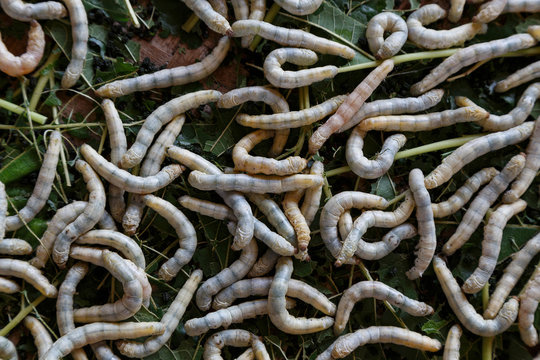 Background silkworm fed mulberry leaves.