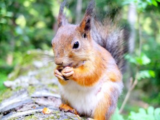 Squirrel eating a nut closeup