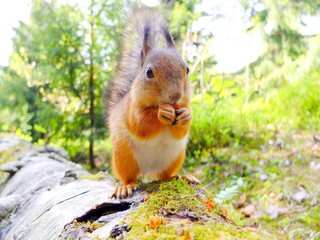 Squirrel eating a nut