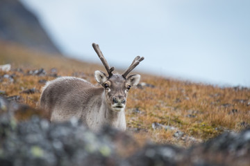 Fototapeta premium Reindeer