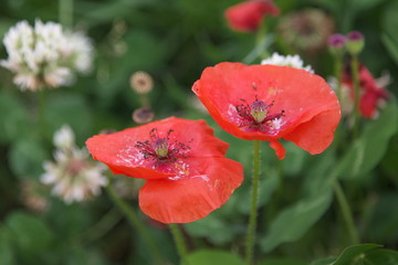 Fototapeta premium ポピー