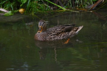 Young female mallard duck