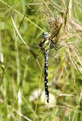 Dragonfly in blue and green on a meadow