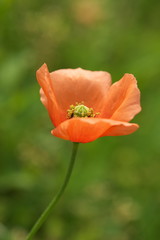 Fototapeta premium ポピー
