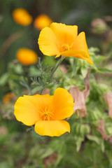 Obraz premium ポピー