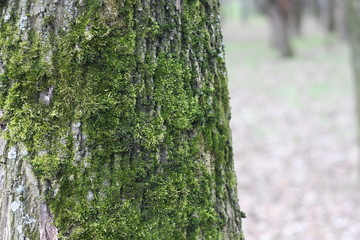 Obraz premium Дерево с мохом