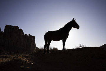 Silhouette of Horse in Monument Valley