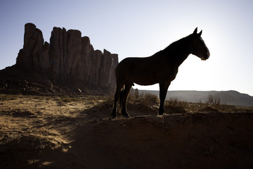 Obraz na płótnie Canvas Silhouette of Horse in Monument Valley