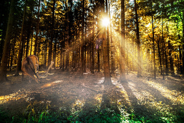 Deer at a beautiful forest glade  © kemagraphie