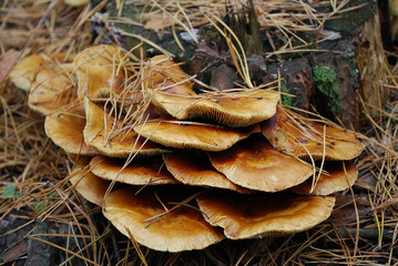 осенние грибы