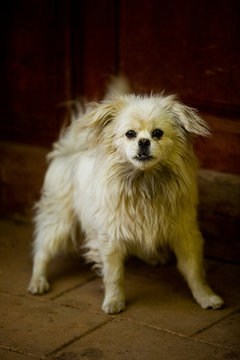 Angry White Dog