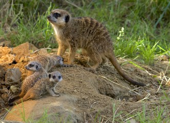 Erdmännchen Familie