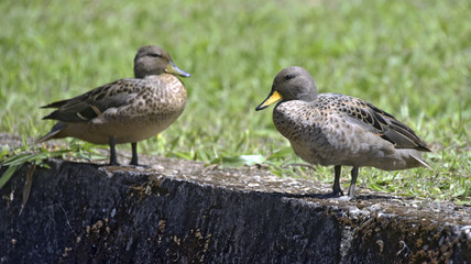 Yellow-billed teal sunning on the lawn