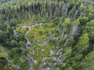 The view from the heights in the creeks and swamp in the forest