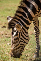 Zebra grazing