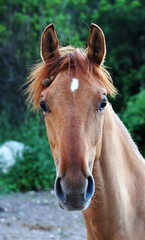 Obraz premium Horse portrait